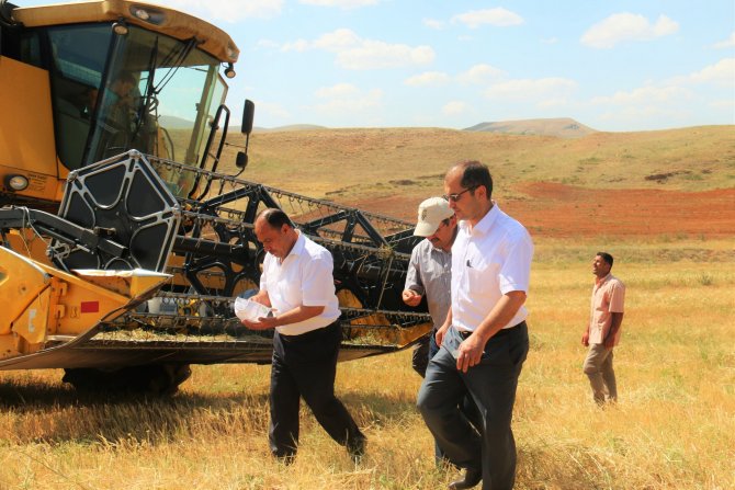 Kırşehir'de yılın ilk buğday hasadı yapıldı