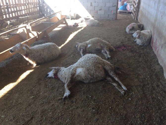Kurt saldırısına uğrayan 20 koyun telef oldu