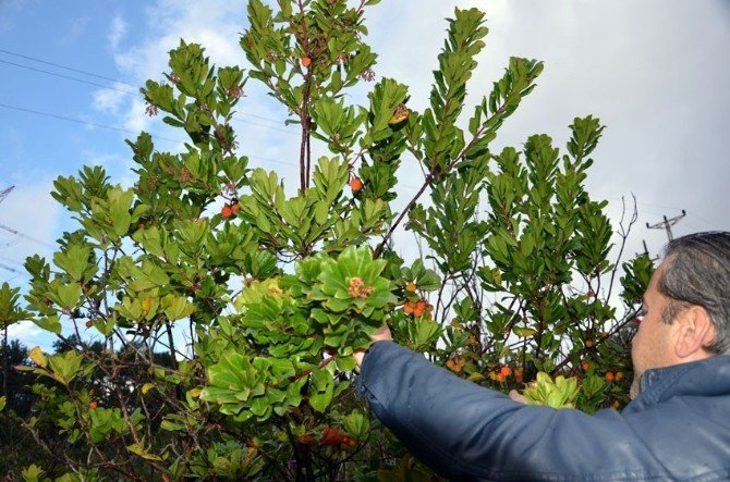 Endirek meyvesi köylü kadınların geçim kaynağı oldu