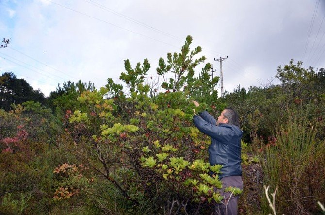 Endirek meyvesi köylü kadınların geçim kaynağı oldu