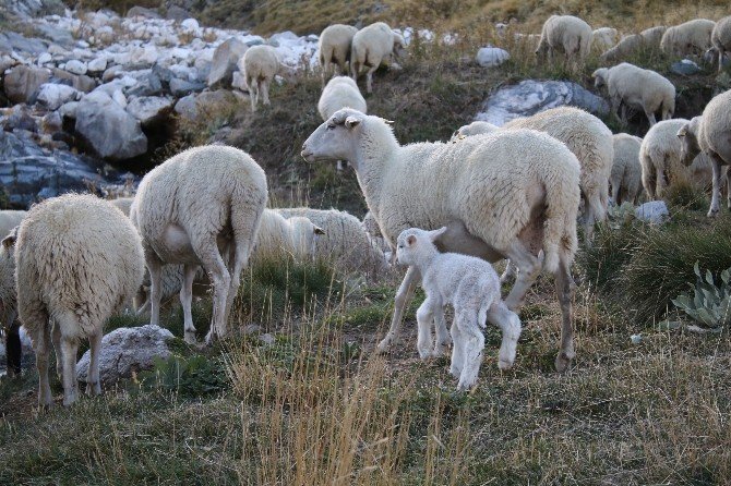 Uludağ’da koyunların zirve kampı sona erdi