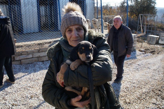Lapseki hayvan barınağı açıldı