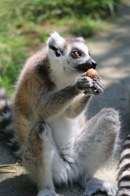 2 Günlük Yavru Lemur Hayvanat Bahçesinin Yeni Maskotu Oldu