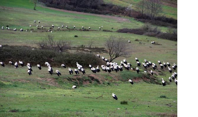 leylek2.jpg