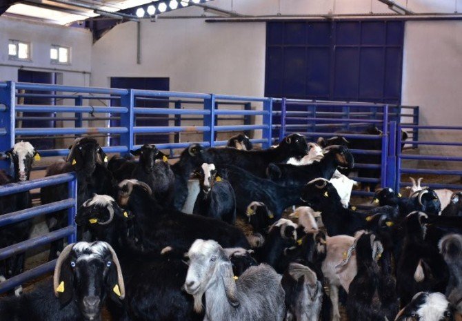 MAKÜ’nün yetiştirdiği Honamlı keçiler, satışa sunuldu