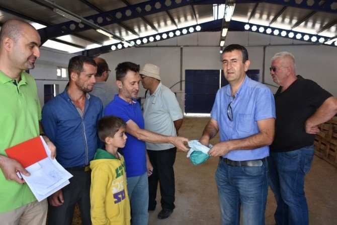 MAKÜ’nün yetiştirdiği Honamlı keçiler, satışa sunuldu