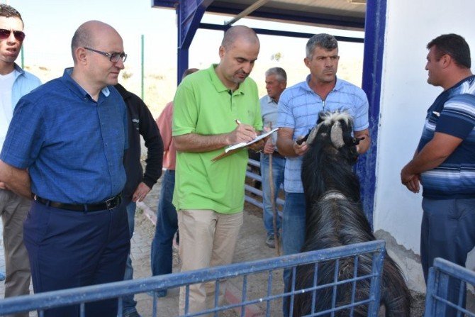 MAKÜ’nün yetiştirdiği Honamlı keçiler, satışa sunuldu