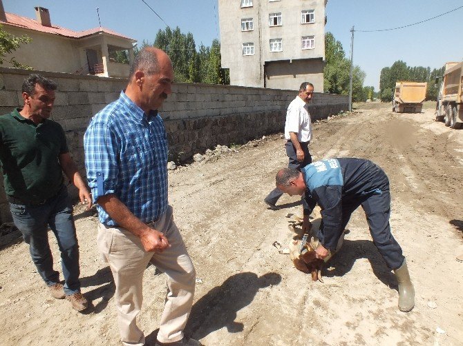 Malazgirt Belediyesi çalışmalarına kurban keserek başladı