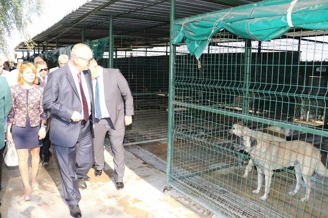 Başkan Ergün Akhisar’da yapımı süren hayvan barınağını inceledi