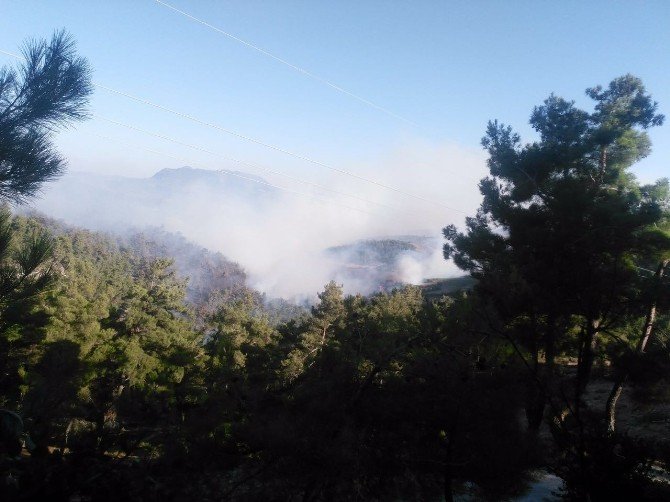 Akhisar’da 150 dönüm çam ormanı kül oldu