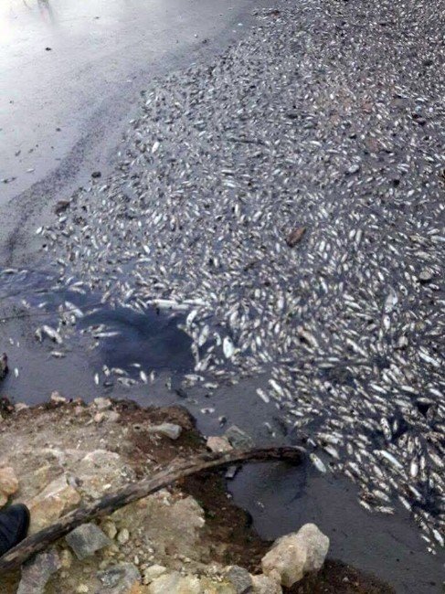 Mengen’in Gökçesu beldesinde binlerce balık telef oldu