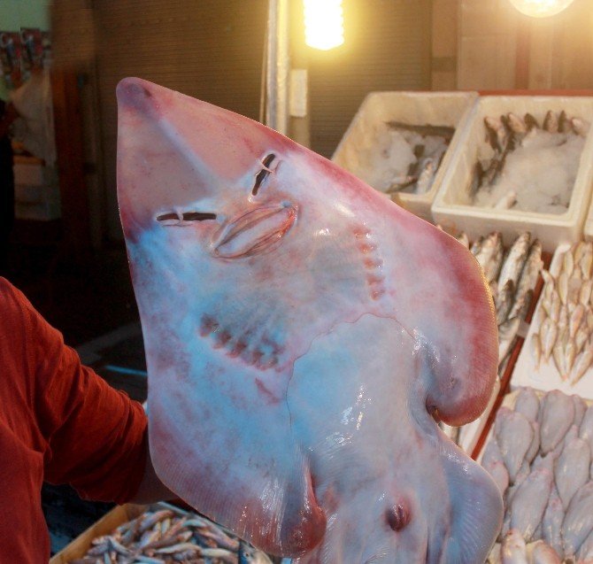 İnsan yüzlü balık görenleri şaşırtıyor