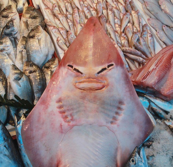 İnsan yüzlü balık görenleri şaşırtıyor