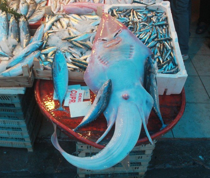 İnsan yüzlü balık görenleri şaşırtıyor