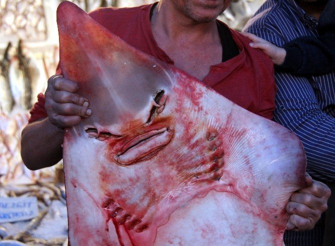 İnsan yüzlü balıklar şaşırtıyor