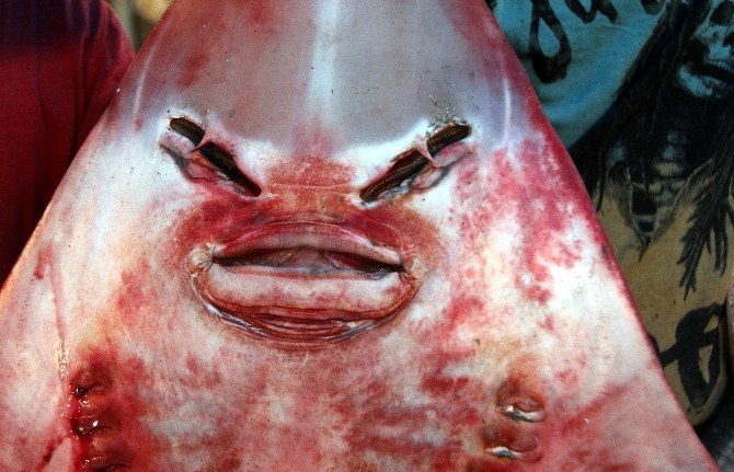 İnsan yüzlü balıklar şaşırtıyor