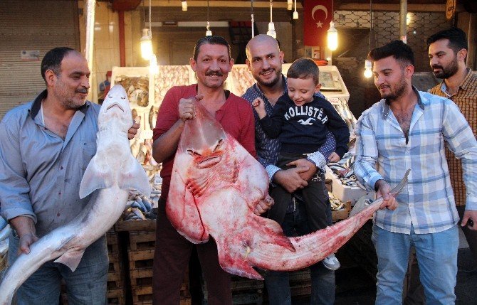 İnsan yüzlü balıklar şaşırtıyor