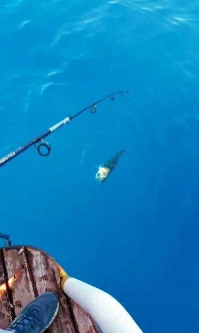Akdeniz’de balon balığı kabusu