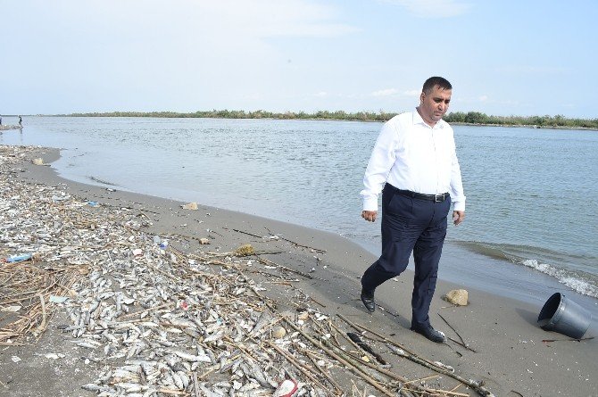 Mersin’deki balık ölümleri