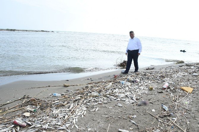 Mersin’deki balık ölümleri