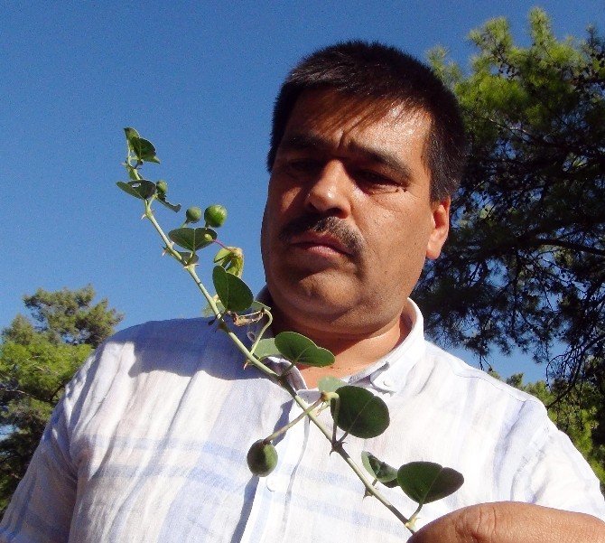 Doğadaki sağlık deposu bitki ‘Kapari’