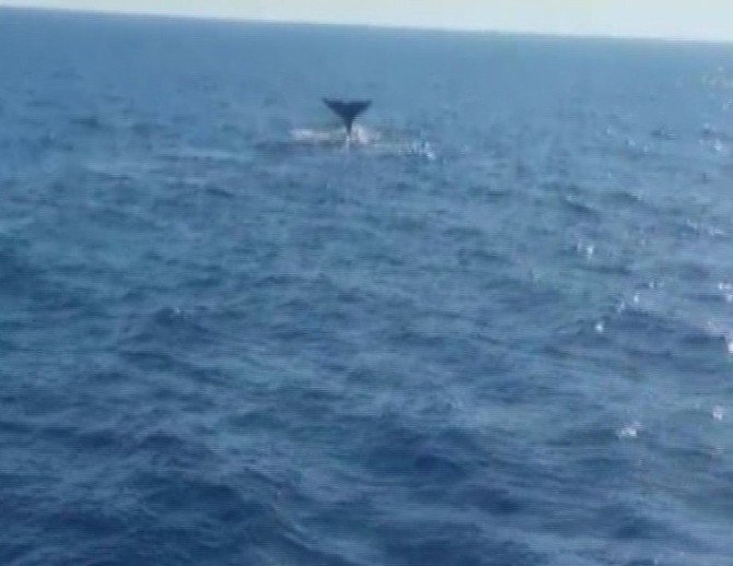 Sevimli balina çifti Marmaris sularında