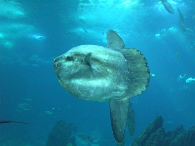Marmaris’te yarım tonluk ’ay balığı’ görenleri şaşırttı