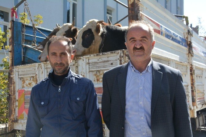 Muş’ta çalınan inekler Bitlis’te bulundu