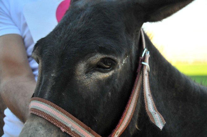"Eşeğe Düz Binme", "Eşeğe Ters Binme" ve "En Güzel Gözlü Eşek" yarışmaları
