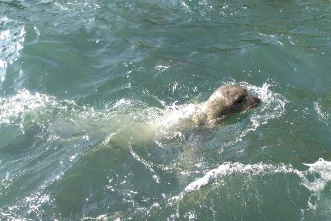 Nesli tükenmekte olan Akdeniz foku, yeniden Kuşadası Körfezi’nde ortaya çıktı