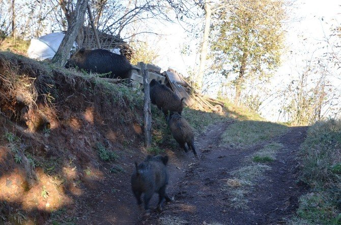 Aç kalan yaban domuzları köye indi