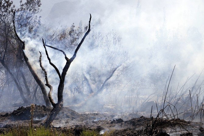Torpilden çıktığı iddia edilen yangında 30 dönüm ormanlık alan kül oldu