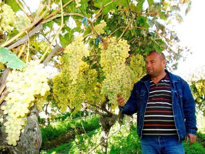 Bu üzüm salkımları başka