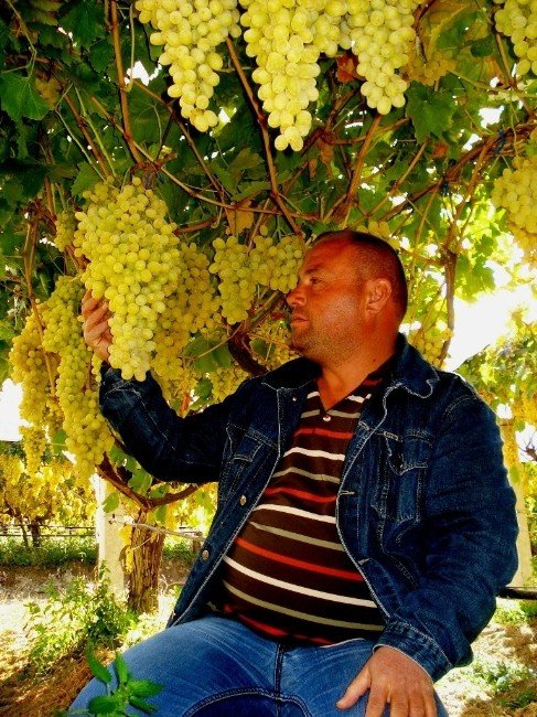 Bu üzüm salkımları başka