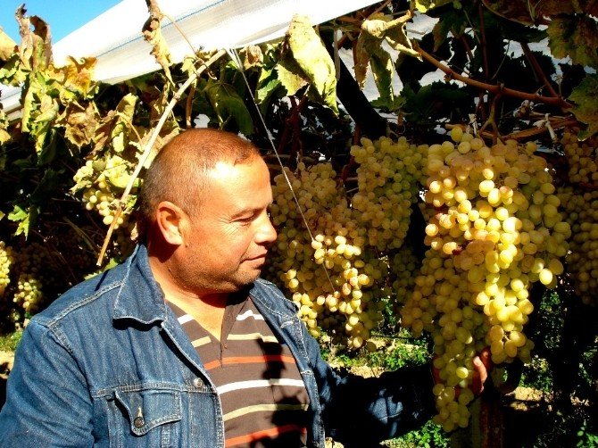 Bu üzüm salkımları başka