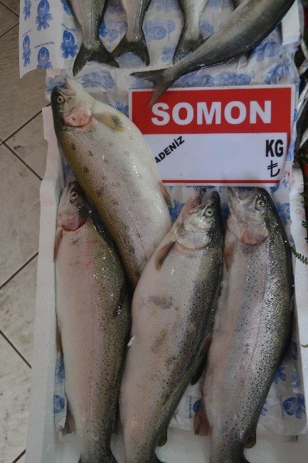 Balıkçıların çinekop ve sarıkanat bolluğu beklentisi