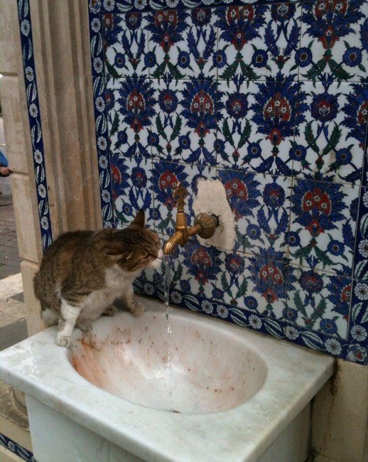 Sıcaktan bunalan kedi çeşmeden böyle su içti