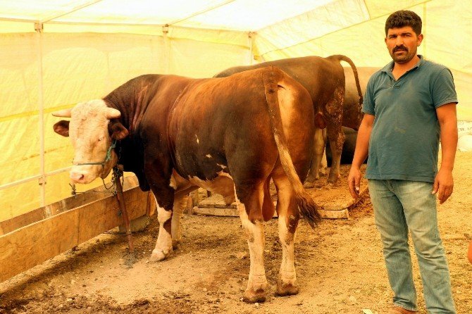 Sivas kurban pazarının gözdeleri 1 tonluk ’Kral’ ve ’Şampiyon’