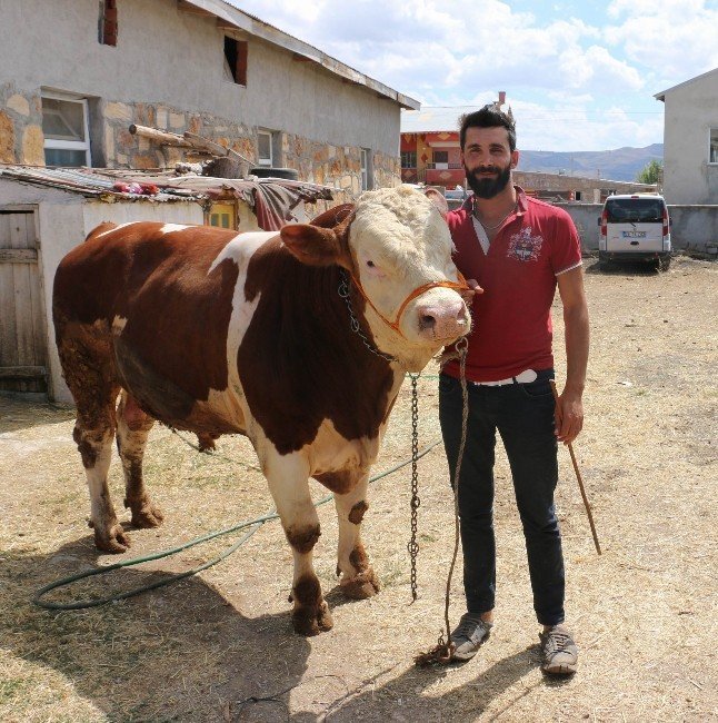 Sivas kurban pazarının gözdeleri 1 tonluk ’Kral’ ve ’Şampiyon’
