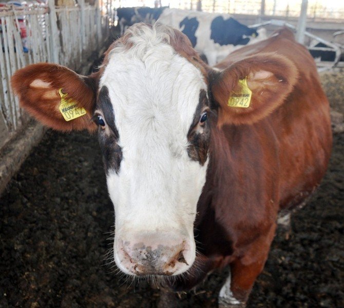 Yemin fiyatı 53 TL’ye çıktı, süt üreticisi kara kara düşünmeye başladı