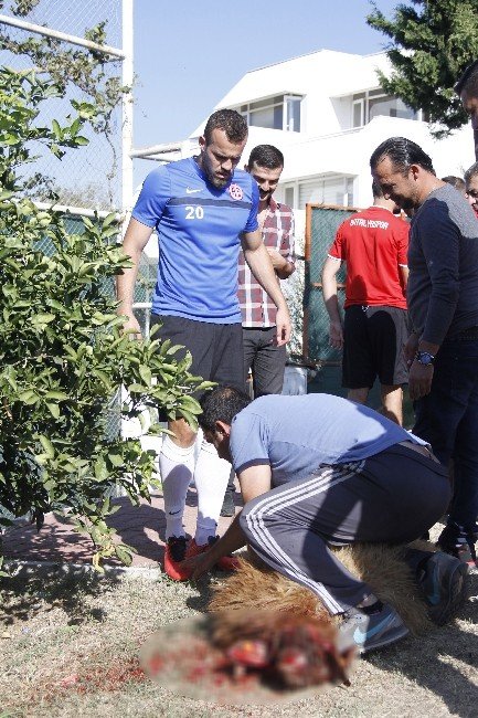 Ligde kötü günler geçiren Antalyaspor için kurban kestiler