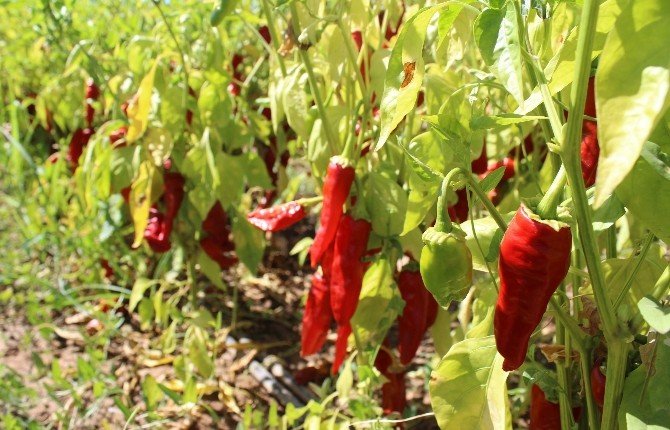 Adıyaman biberi Şanlıurfa ve Kahramanmaraş’a rakip oluyor