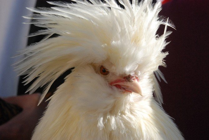 Sultan tavuğu fiyatı ve görüntüsü ile dikkat çekiyor