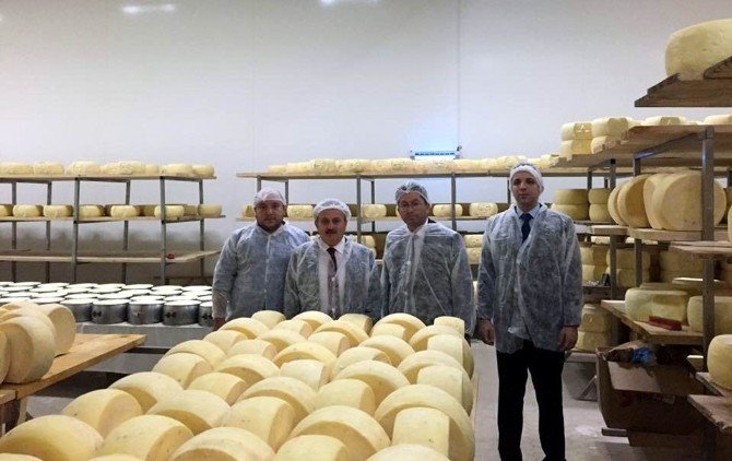 170 kişiyle üretim yapan peynir fabrikasında incelemeler