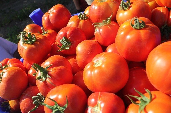 Tokat domatesi 54 ile gönderiliyor, salçası 4 ülkeye ihraç ediliyor