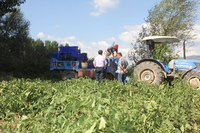 Tokat domatesi 54 ile gönderiliyor, salçası 4 ülkeye ihraç ediliyor