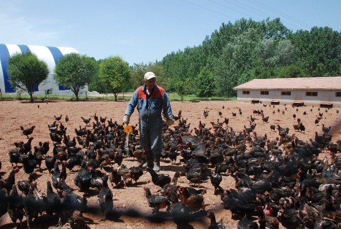 Kene Korkusu Tavuk Çiftliği Sahibi Yaptı