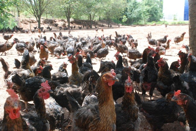 Kene Korkusu Tavuk Çiftliği Sahibi Yaptı