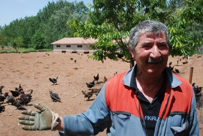Kene Korkusu Tavuk Çiftliği Sahibi Yaptı