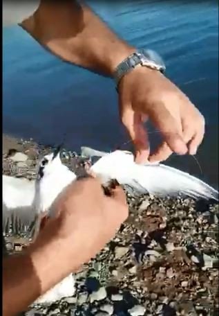Balık avlarken oltasına kuş takıldı